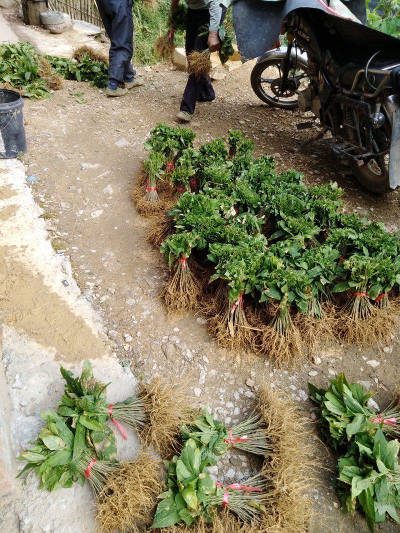 黄花倒水莲苗，黄花倒水莲根须