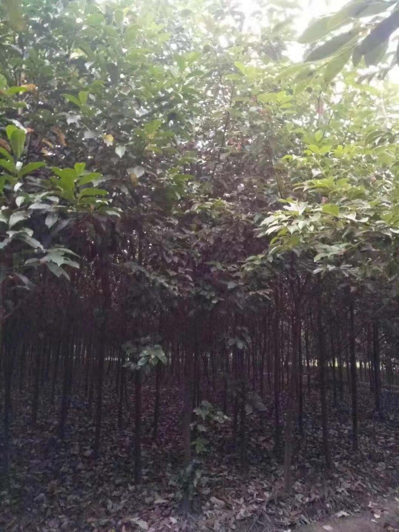 香樟树5一60公分