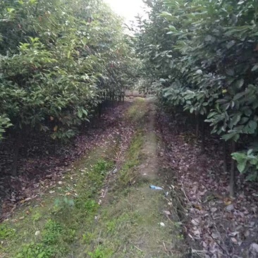 香樟树5一60公分