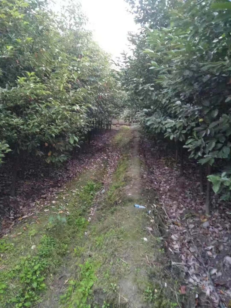 香樟树5一60公分