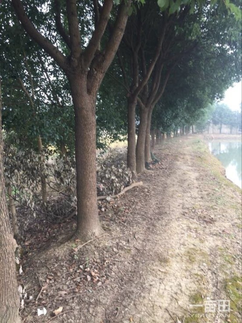 香樟树5一60公分