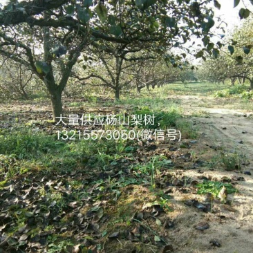 砀山梨树