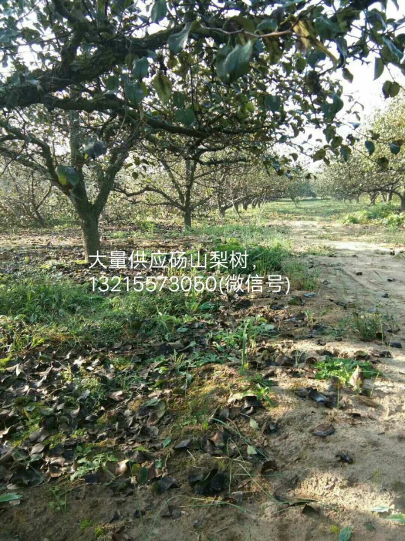 砀山梨树