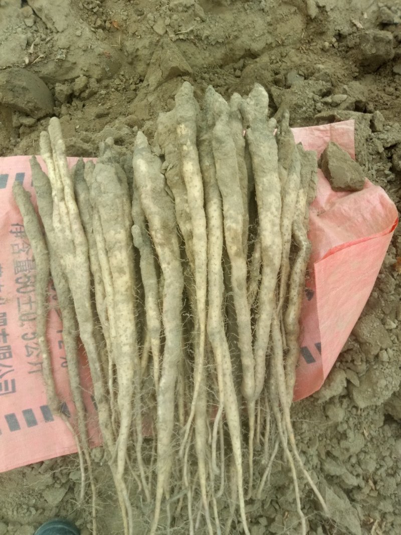 沙地胡头白嘴