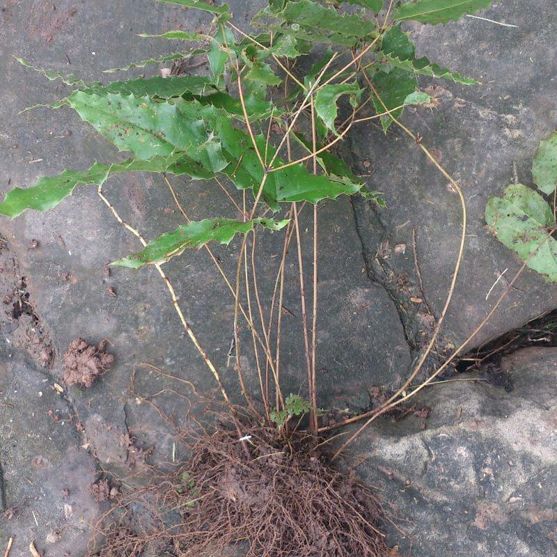 淫羊藿种苗种植简单成活率高