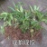 淫羊藿种苗种植简单成活率高