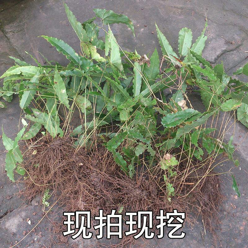 淫羊藿种苗种植简单成活率高
