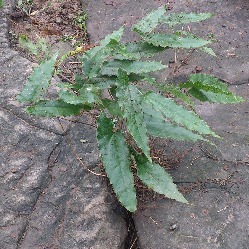 淫羊藿种苗种植简单成活率高