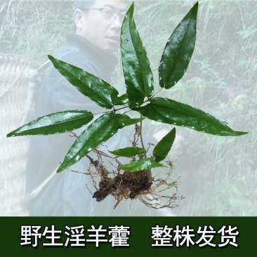 淫羊藿种苗种植简单成活率高
