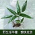淫羊藿种苗种植简单成活率高
