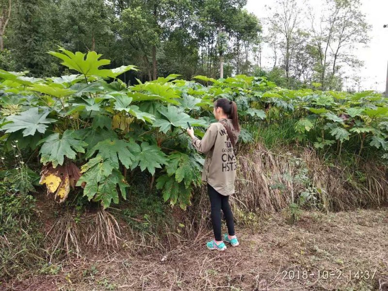 大通草