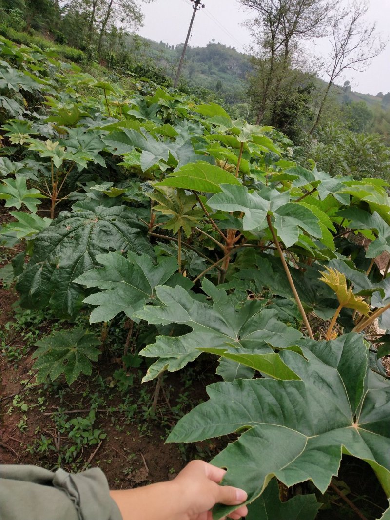 大通草
