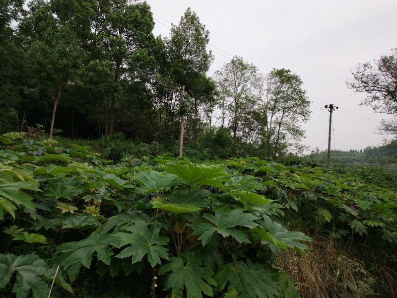 大通草