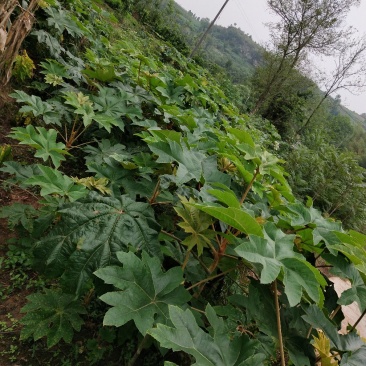 大通草