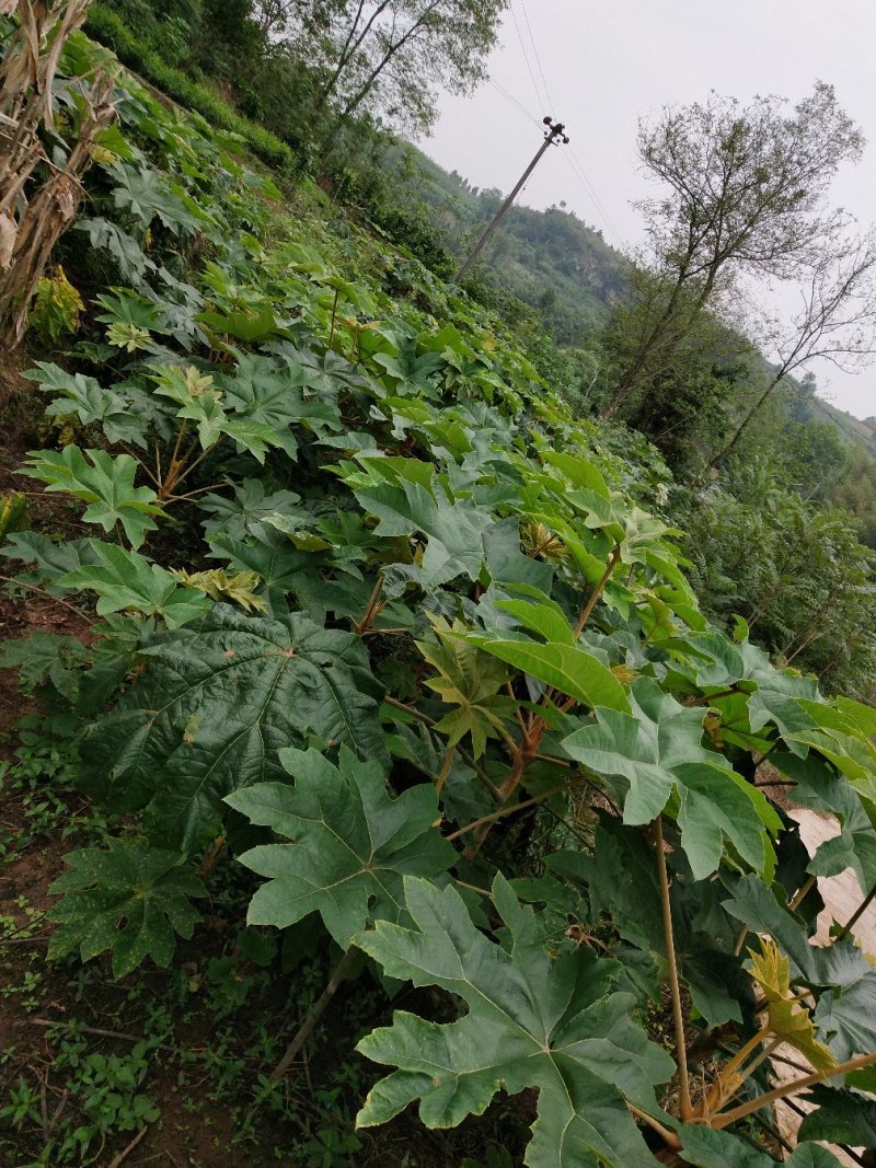 大通草