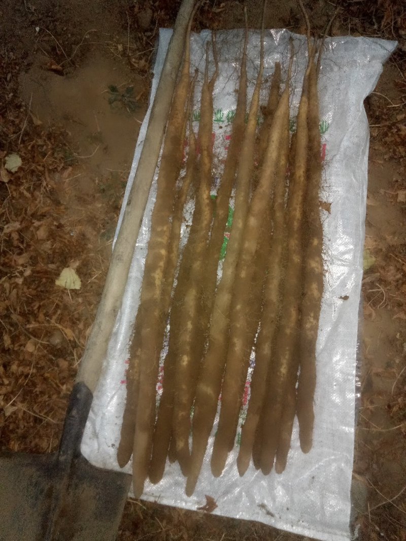 20至50公分