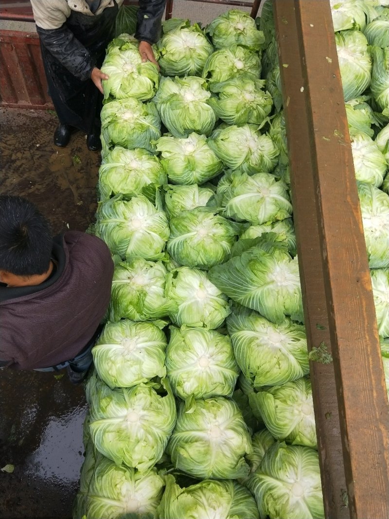 甘蓝扁包菜绿园四号丰园913金品莲花白基地直供