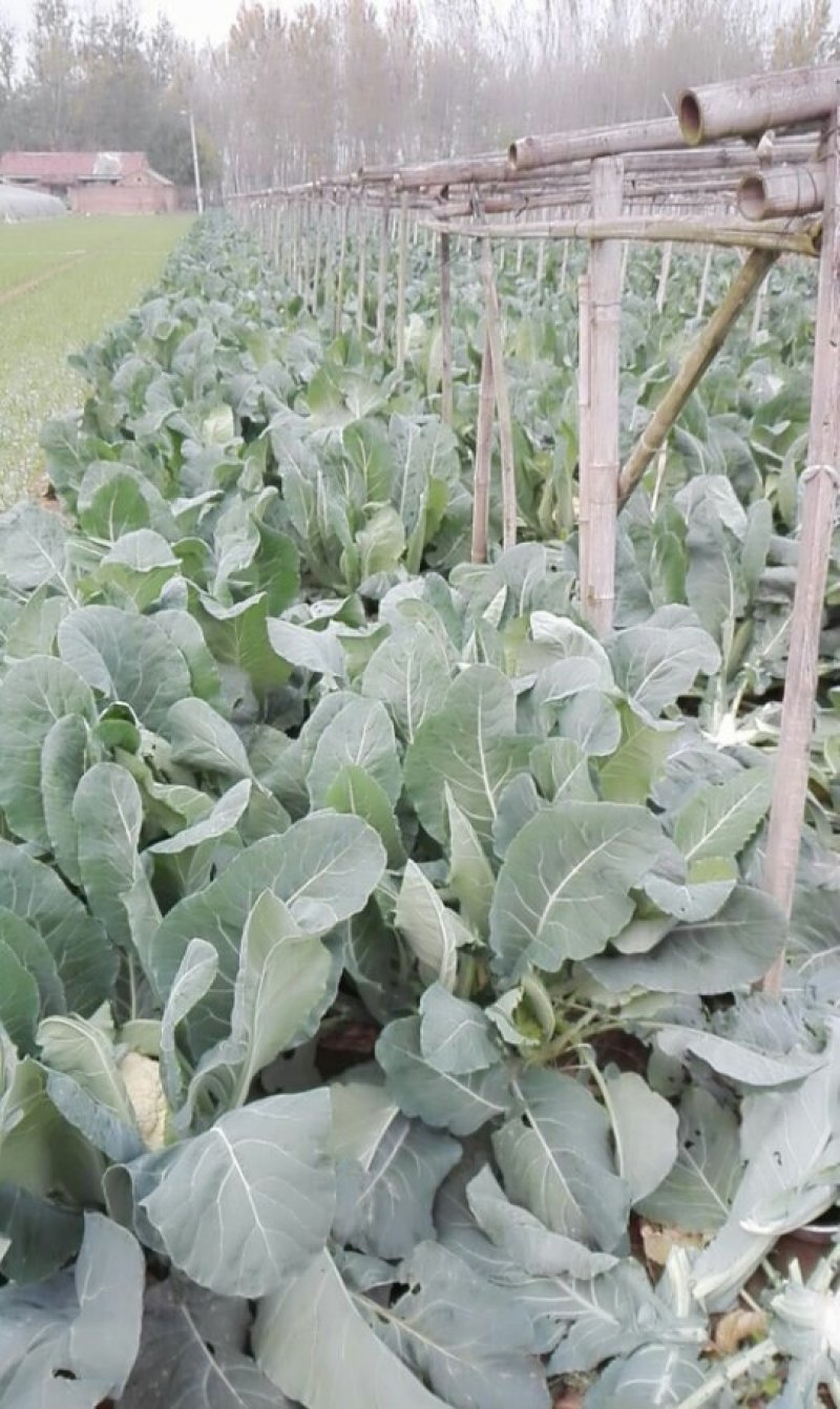 白菜，泡椒，松花菜，西篮花