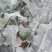 白菜，泡椒，松花菜，西篮花