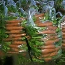 冷库三红胡萝卜带土3两以上～10厘米上带英储存胡萝卜