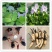 种藕，水胡芦，水芙蓉。1.2元。
