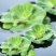 种藕，水胡芦，水芙蓉。1.2元。