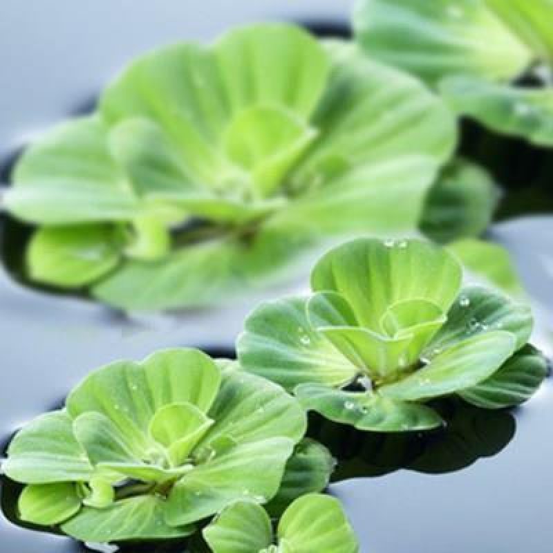 种藕，水胡芦，水芙蓉。1.2元。