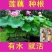 种藕，水胡芦，水芙蓉。1.2元。