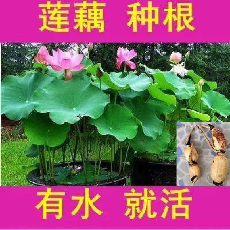 种藕，水胡芦，水芙蓉。1.2元。