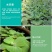 种藕，水胡芦，水芙蓉。1.2元。