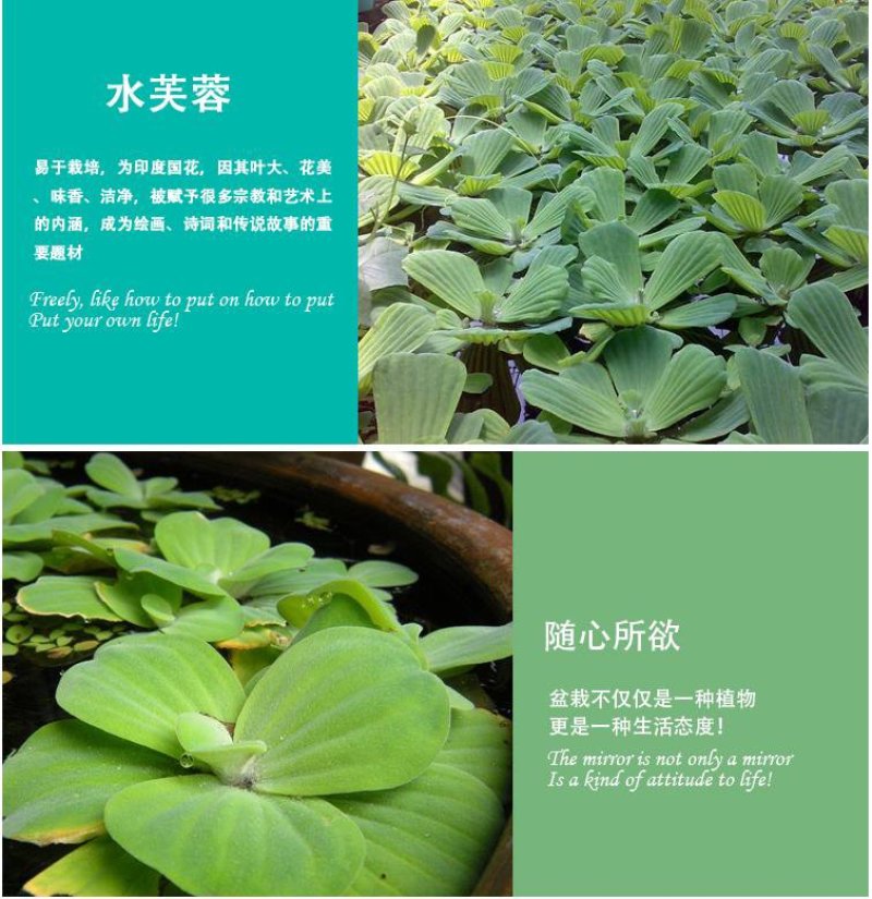 种藕，水胡芦，水芙蓉。1.2元。