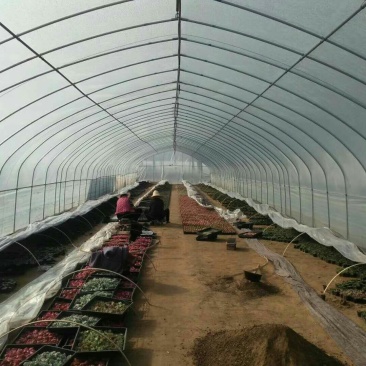 花卉大棚可定做尺寸长度宽度