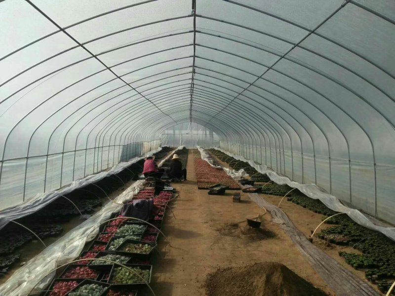 花卉大棚可定做尺寸长度宽度