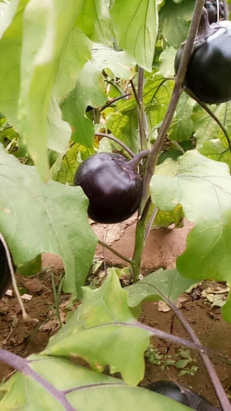 黑圆茄