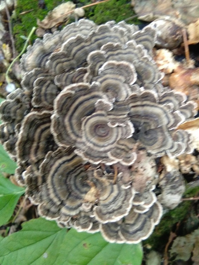 中药材