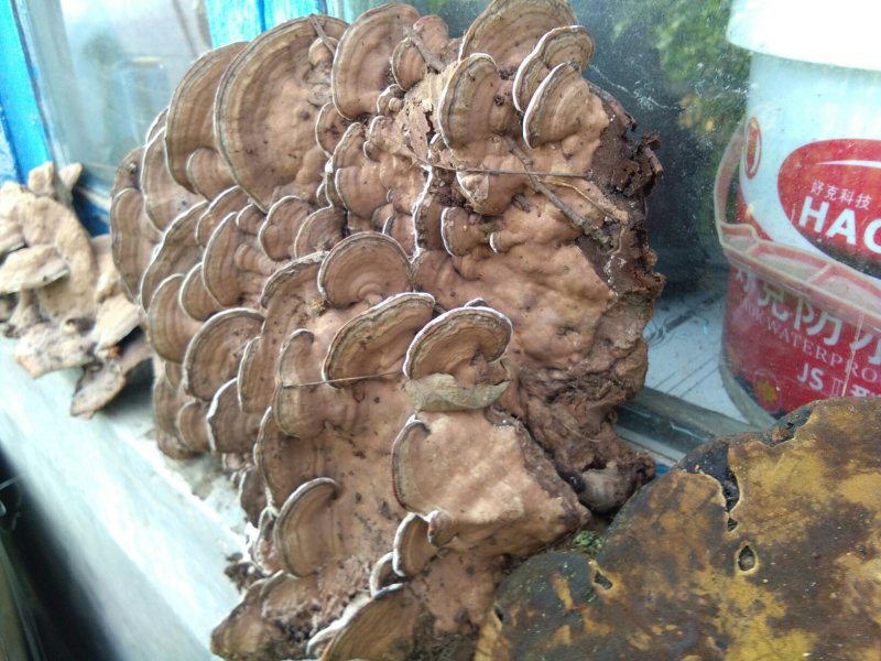 中药材