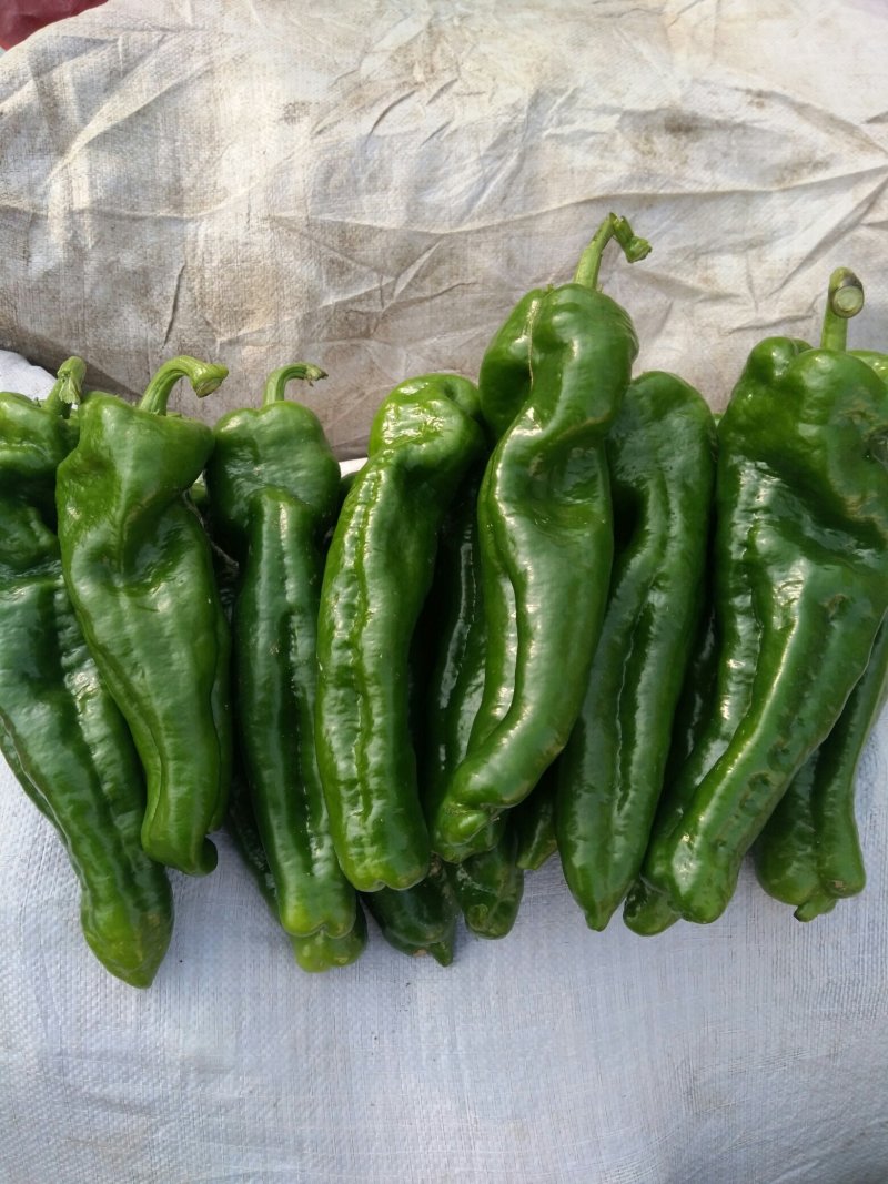 薄皮椒夏邑县万亩辣椒精品大棚基地质量好价格低