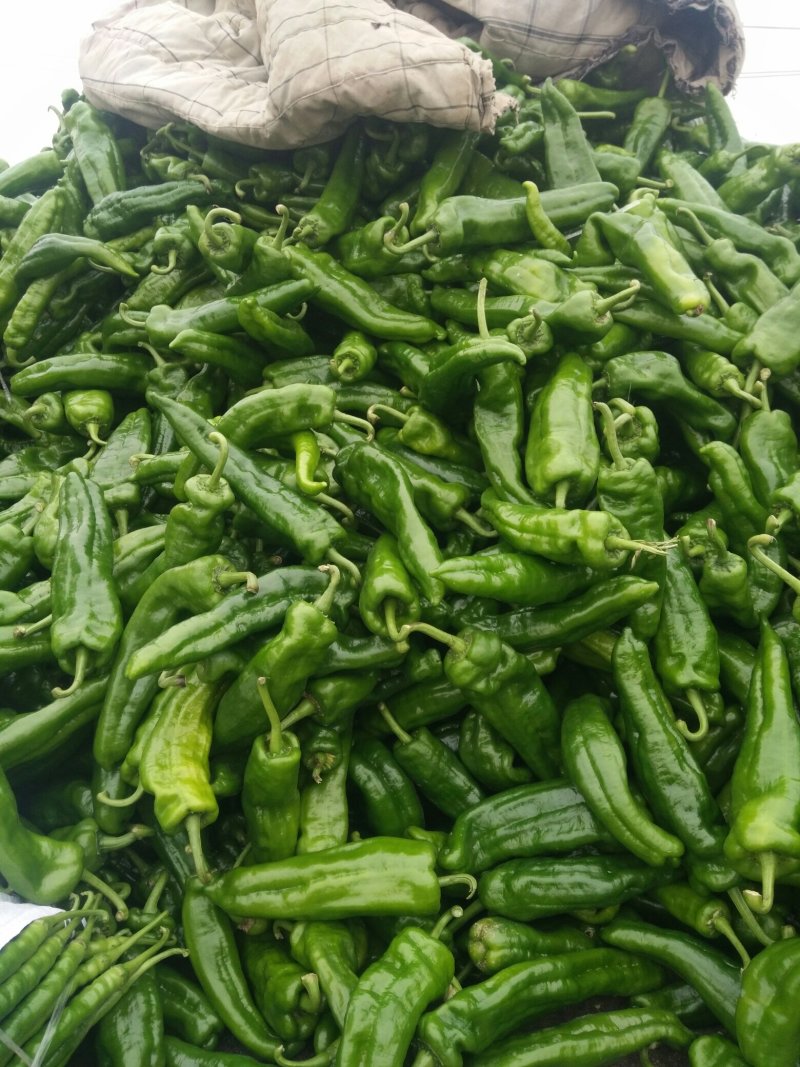 薄皮椒夏邑县万亩辣椒精品大棚基地质量好价格低