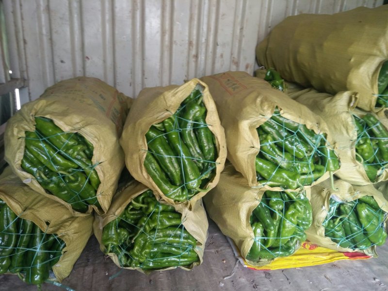 薄皮椒夏邑县万亩辣椒精品大棚基地质量好价格低