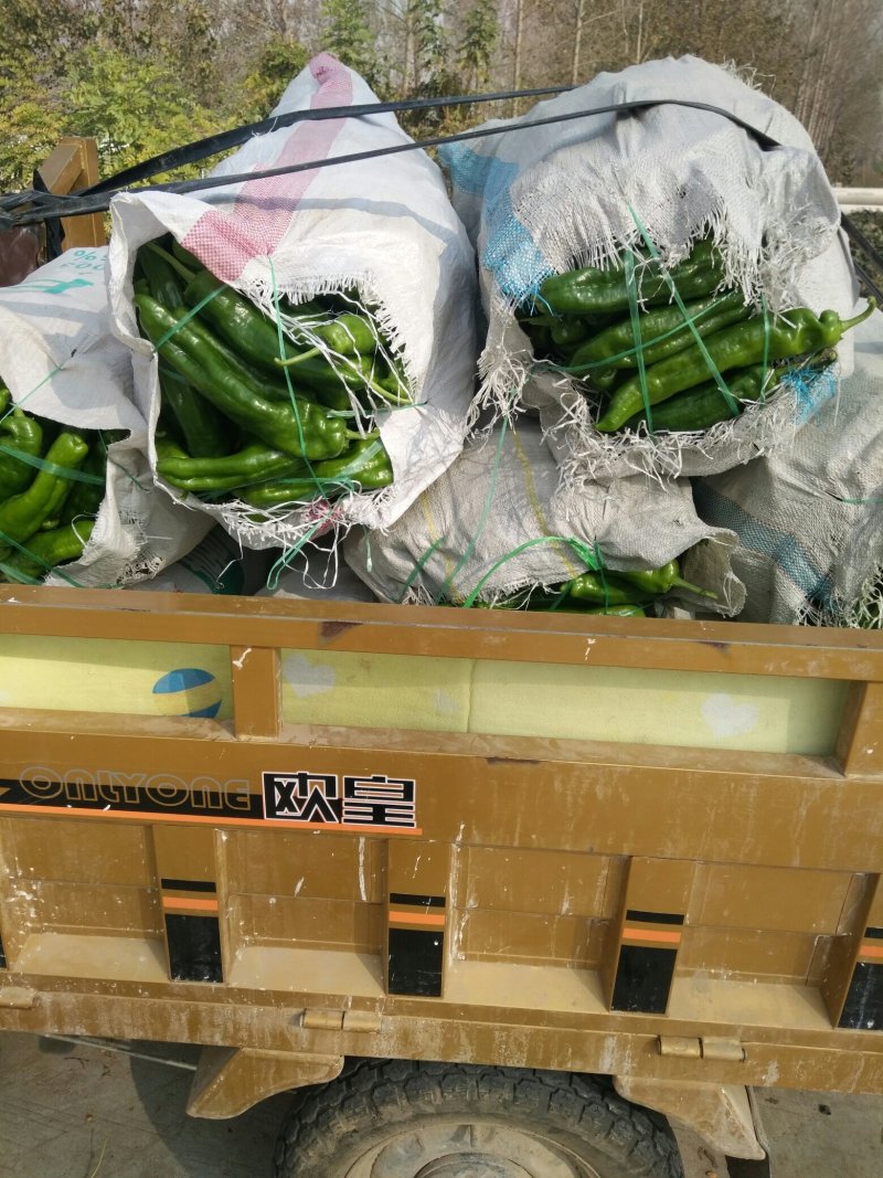 薄皮椒夏邑县万亩辣椒精品大棚基地质量好价格低
