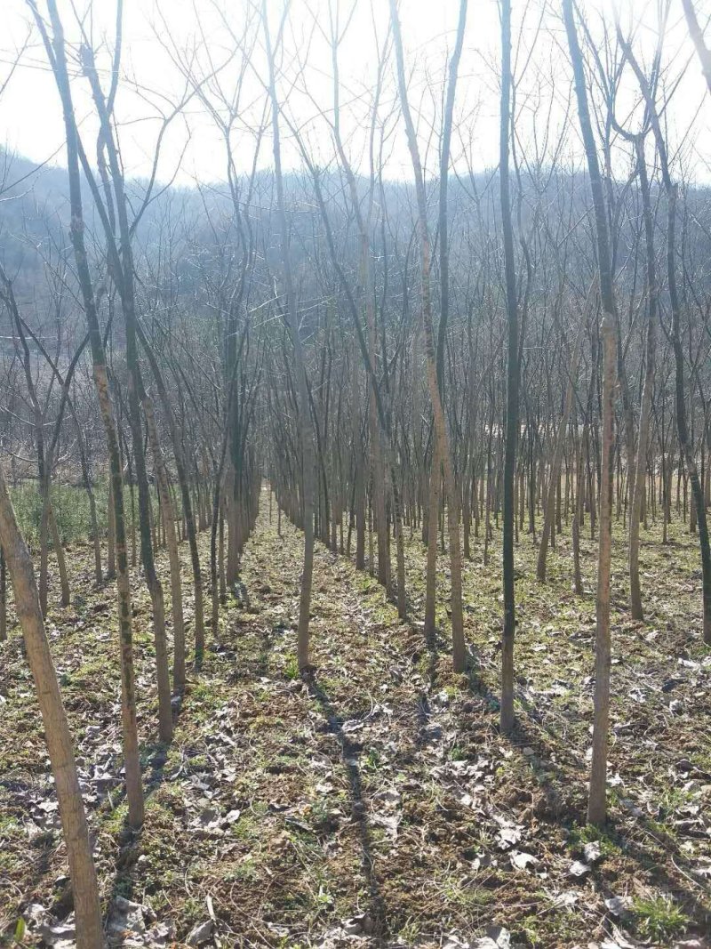 出售3到8公分国槐树