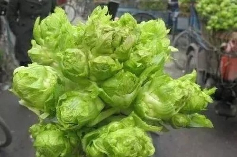姓娃菜