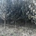 红叶李1000棵直径6公分