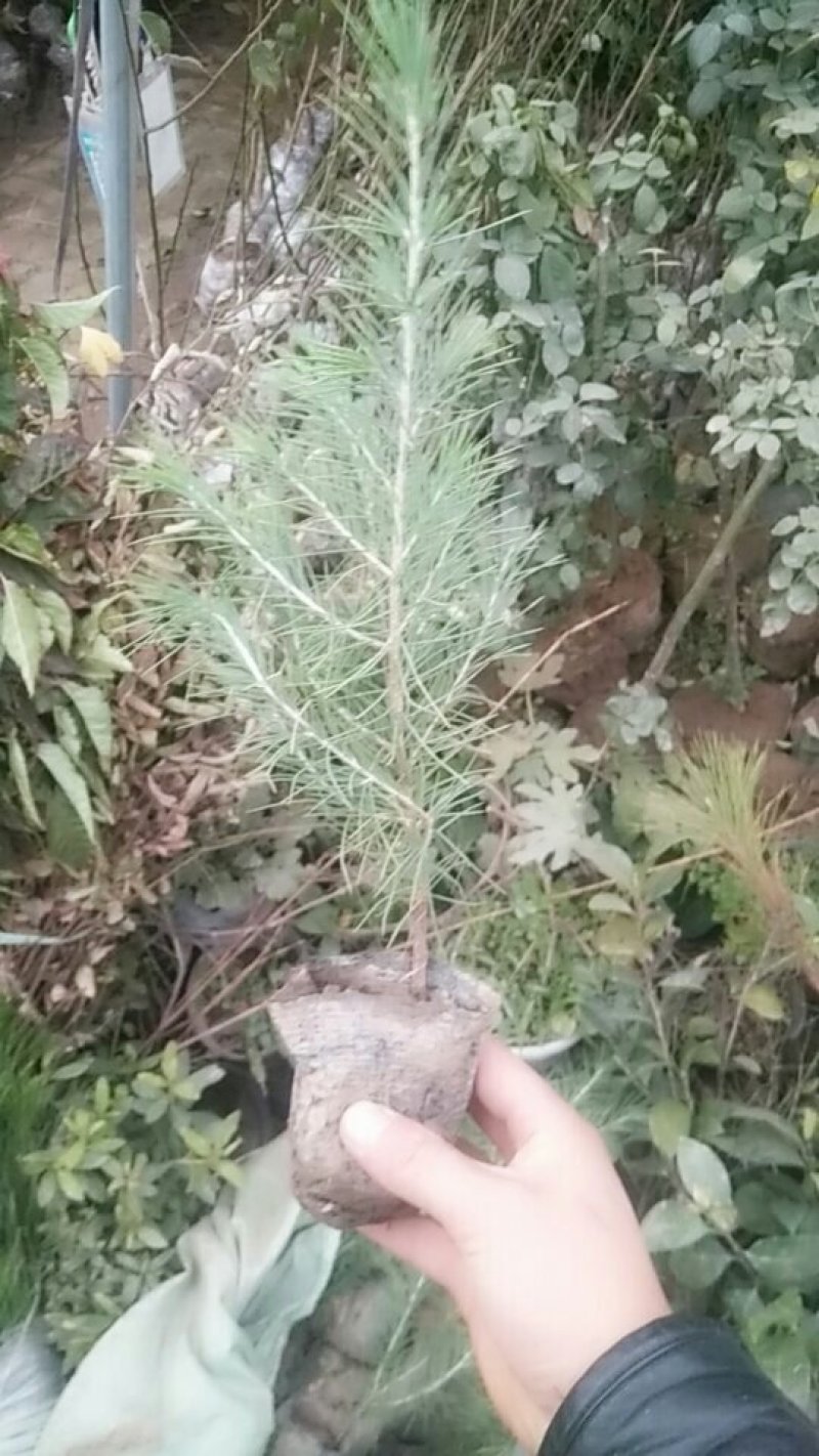 北方雪松树苗雪松小苗松树绿化树苗北方种植雪松树苗