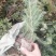 北方雪松树苗雪松小苗松树绿化树苗北方种植雪松树苗
