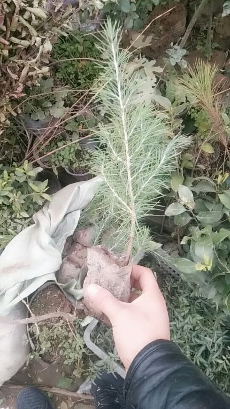 北方雪松树苗雪松小苗松树绿化树苗北方种植雪松树苗