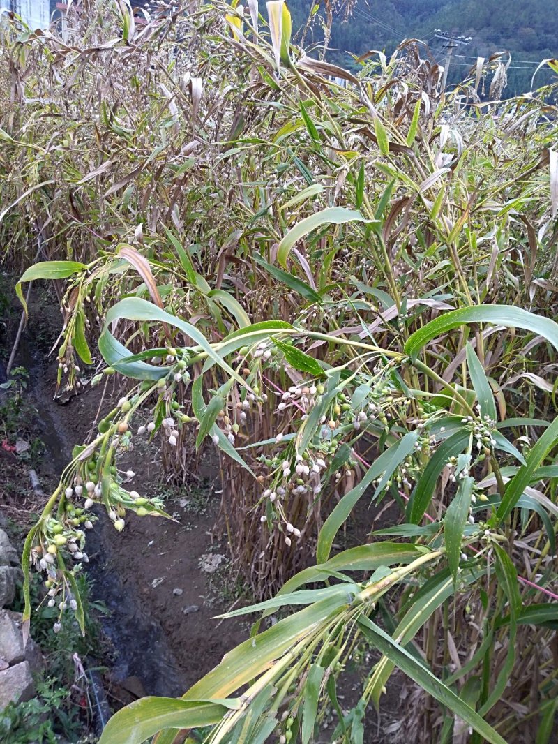 大田糯薏米