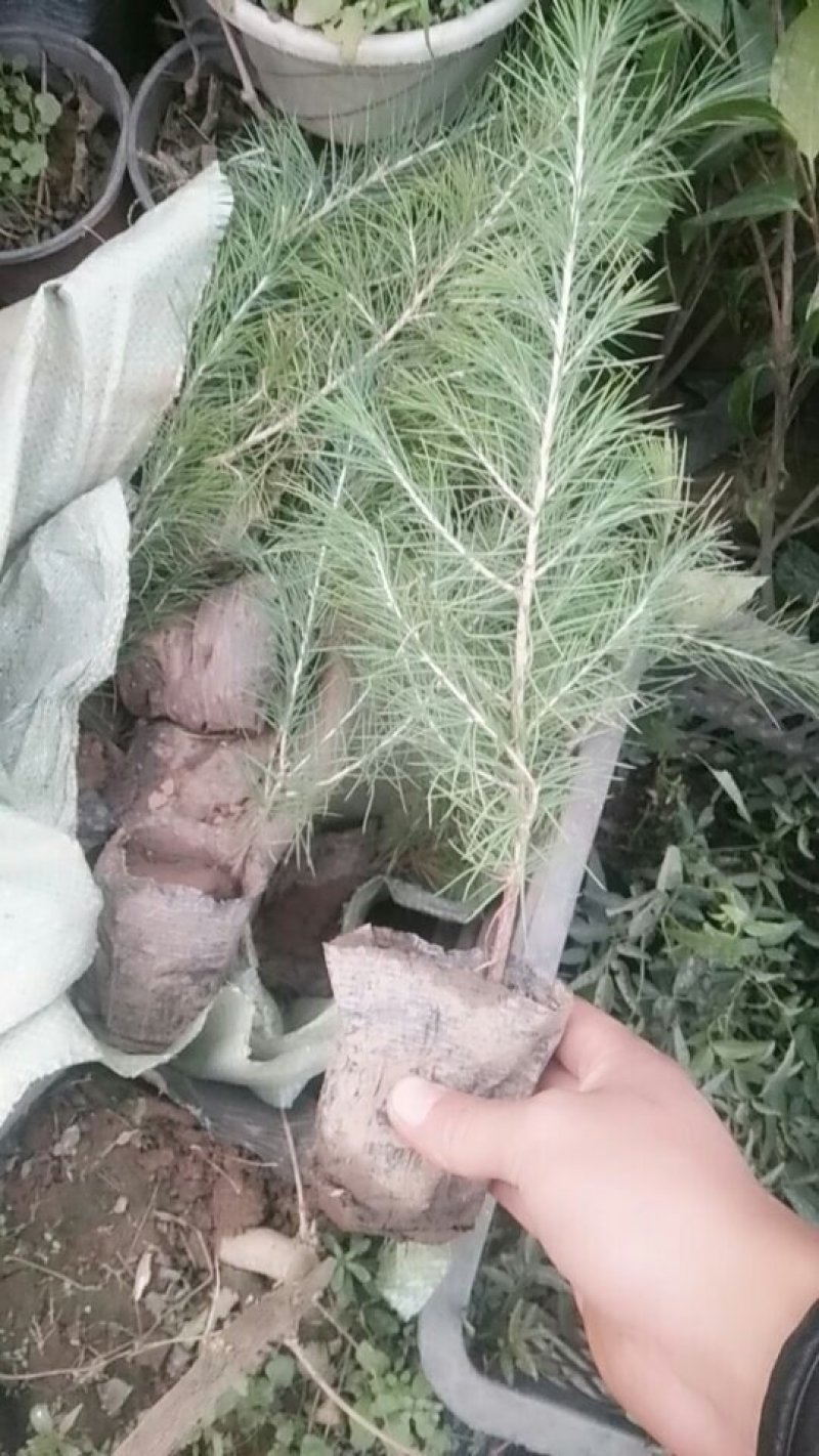 北方雪松树苗雪松小苗松树绿化树苗北方种植雪松树苗