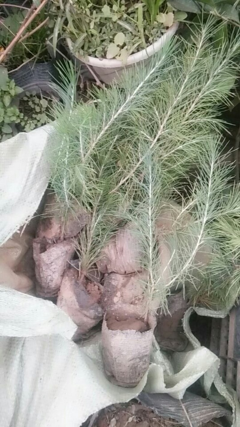 北方雪松树苗雪松小苗松树绿化树苗北方种植雪松树苗