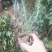 北方雪松树苗雪松小苗松树绿化树苗北方种植雪松树苗